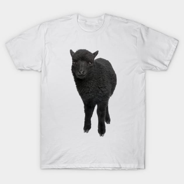 Black sheep new arrivals t shirt